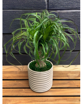 8” Ponytail Palm Plant