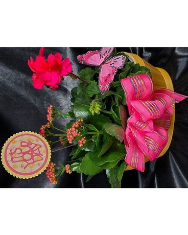 Exclusive Mothers Day Flowering Basket Plant