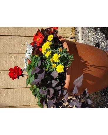 Exclusive Mothers Day Outside Planters Plant