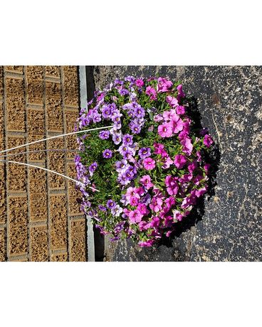 Exclusive Mothers Day Outside Hanging Planters Plant