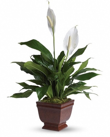 Teleflora's Lovely One Spathiphyllum Plant Flower Arrangement