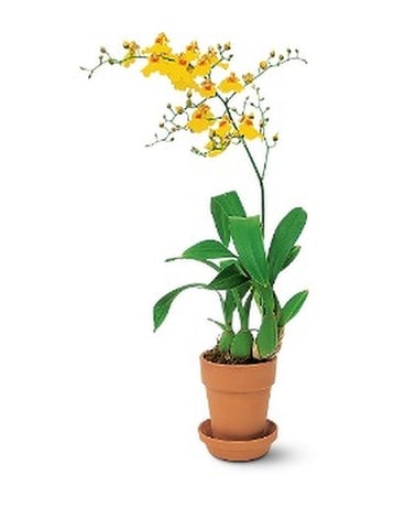 Yellow Oncidium Orchid Flower Arrangement