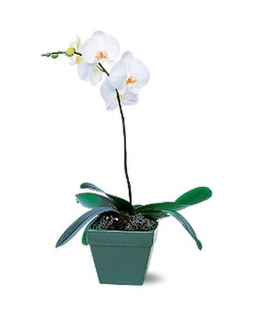 Phalaenopsis Orchid Plant Flower Arrangement