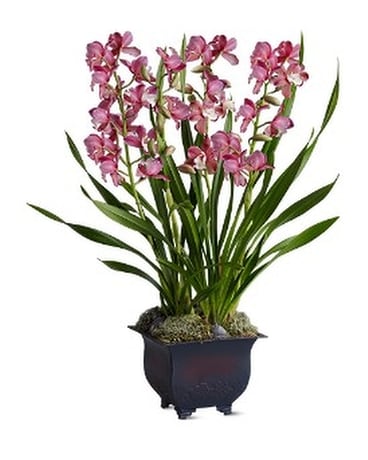 Simply Cymbidium Flower Arrangement