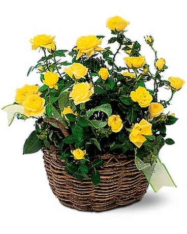 Yellow Miniature Roses Flower Arrangement