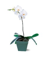 Standard - Single size,  inches height and  inches wide.