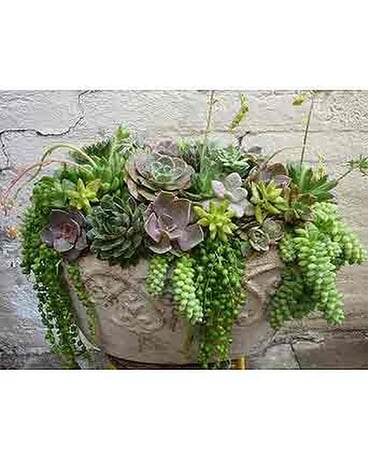 Classical Succulent Garden Custom product
