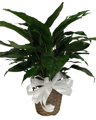 Peace Lily Plant Plant
