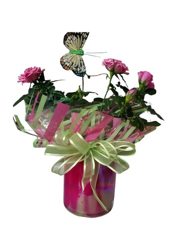 Mini Rose Bush in a Magical Muse Cylinder Flower Arrangement
