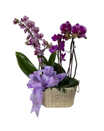 Petite Elegant Orchids Flower Arrangement