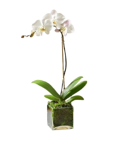 Elegant Orchid Plant