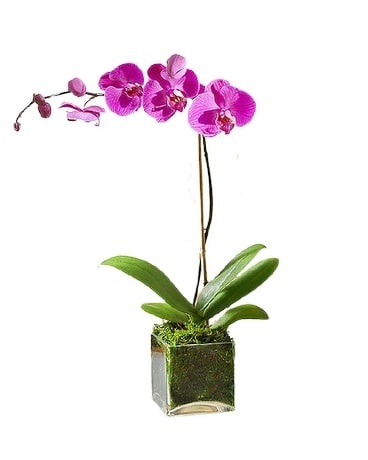 Elegant Purple Orchid Plant