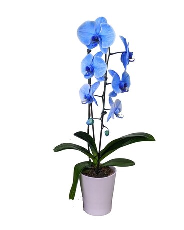 Blue Orchid Plant Flower Arrangement