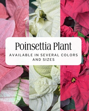 Designer's Choice Poinsettia Plant