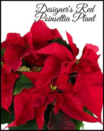 Red Poinsettia Plant Designer's Choice Plant