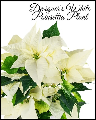 White Poinsettia Plant Designer's Choice Plant