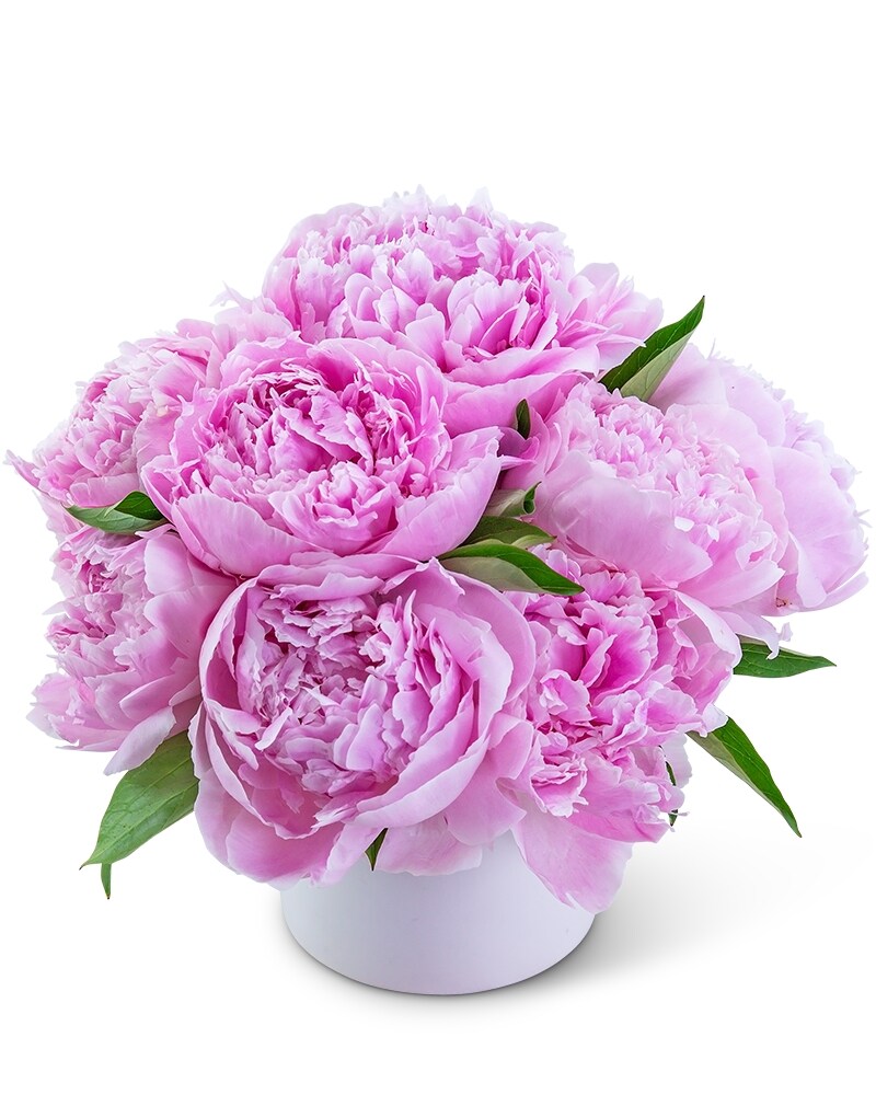 Peony Paradise in Harrisonburg VA - Blakemore's Flowers
