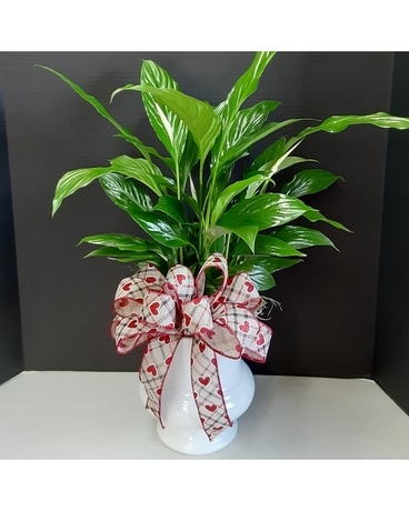 Peace Lily Plant