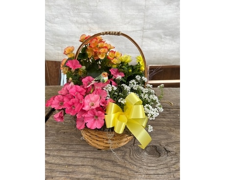 Garden basket Plant
