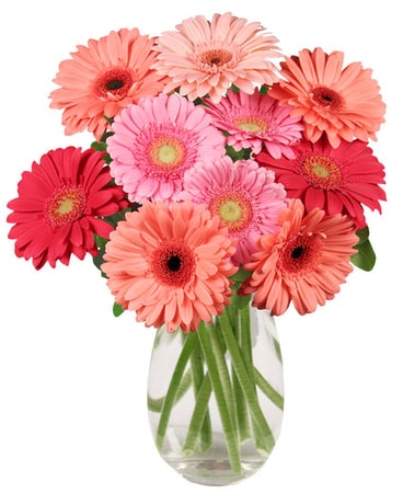 Dancing Gerberas Flower Arrangement