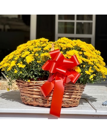 Mum basket Plant