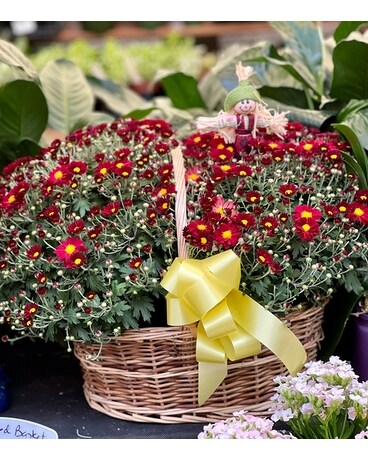 Mum basket medium Plant