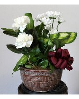 Large Bow and Fresh Cuts size,  inches height and  inches wide.