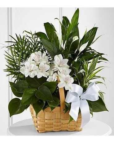 Peace & Serenity Dishgarden Dish Garden Plant
