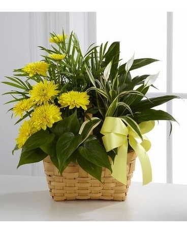 Loving Light Dishgarden Dish Garden Plant