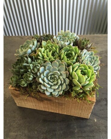 Succulent Dish Garden Flower Arrangement
