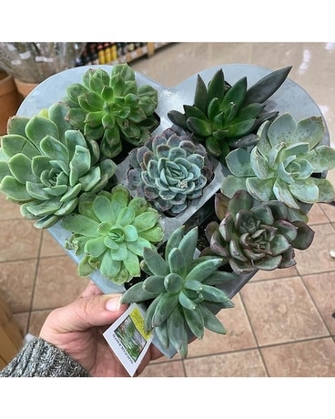 HEART SHAPED SUCCULENT PLANTER Plant