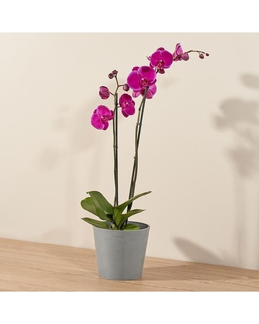 Farmers Choice Orchid Plant Plant