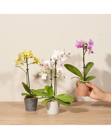 Mini Orchid Trio Plant