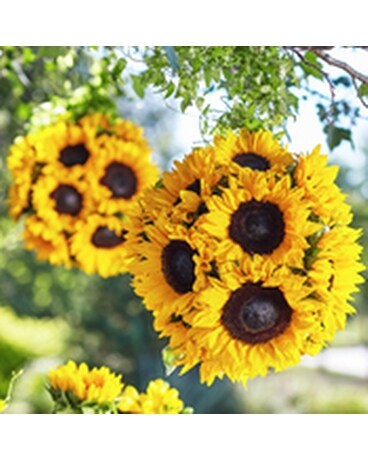 Hanging Sunflowers Flower Arrangement
