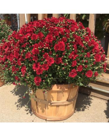 Fall Mum Plant Plant