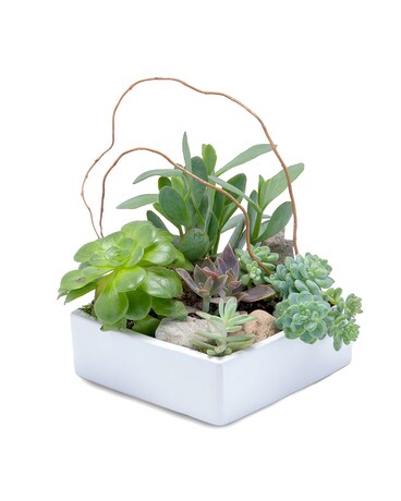 Stunning Succulent Garden Flower Arrangement