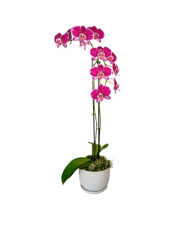 Double Trouble Orchid Flower Arrangement