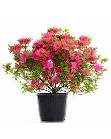 Hardy Azalea Plant Flower Arrangement