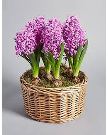 Hyacinth Plant Plant