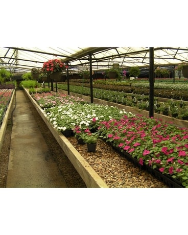 Greenhouse Flower Arrangement