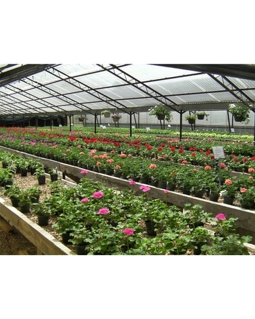 Greenhouse Flower Arrangement