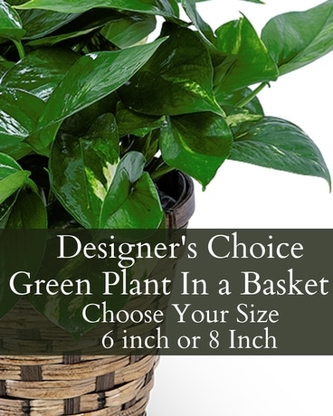 Designer's Choice Green Plant Plant