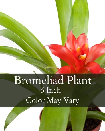 Bromeliad Plant 6