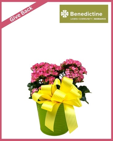 Spring Kalanchoe Plant
