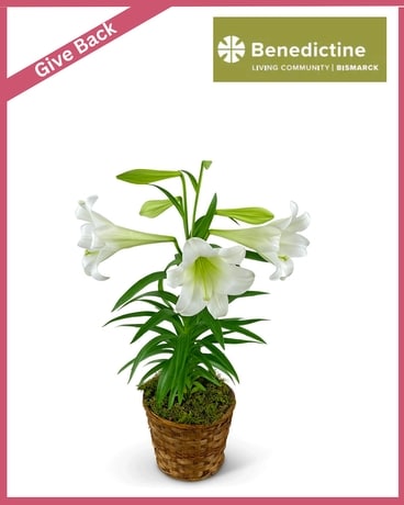 Spring Easter Lily Plant Plant