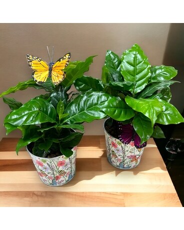 Spring Coffee plant Plant