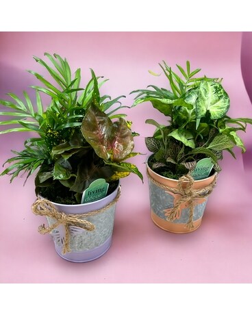 Petite Spring Dishgarden Plant