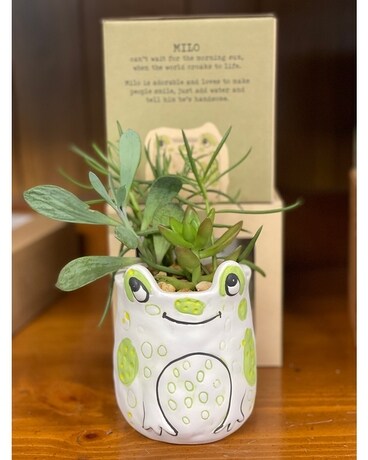 Milo Frog Plant Parent Succulent Plant