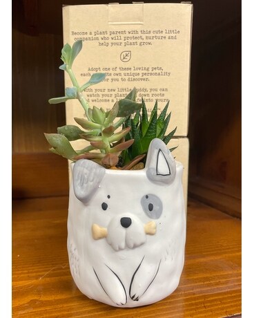 Archie Dog Plant Parent Succulent Plant