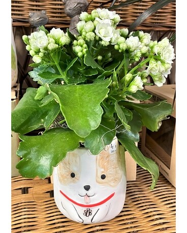 Gucci Dog Planter Plant